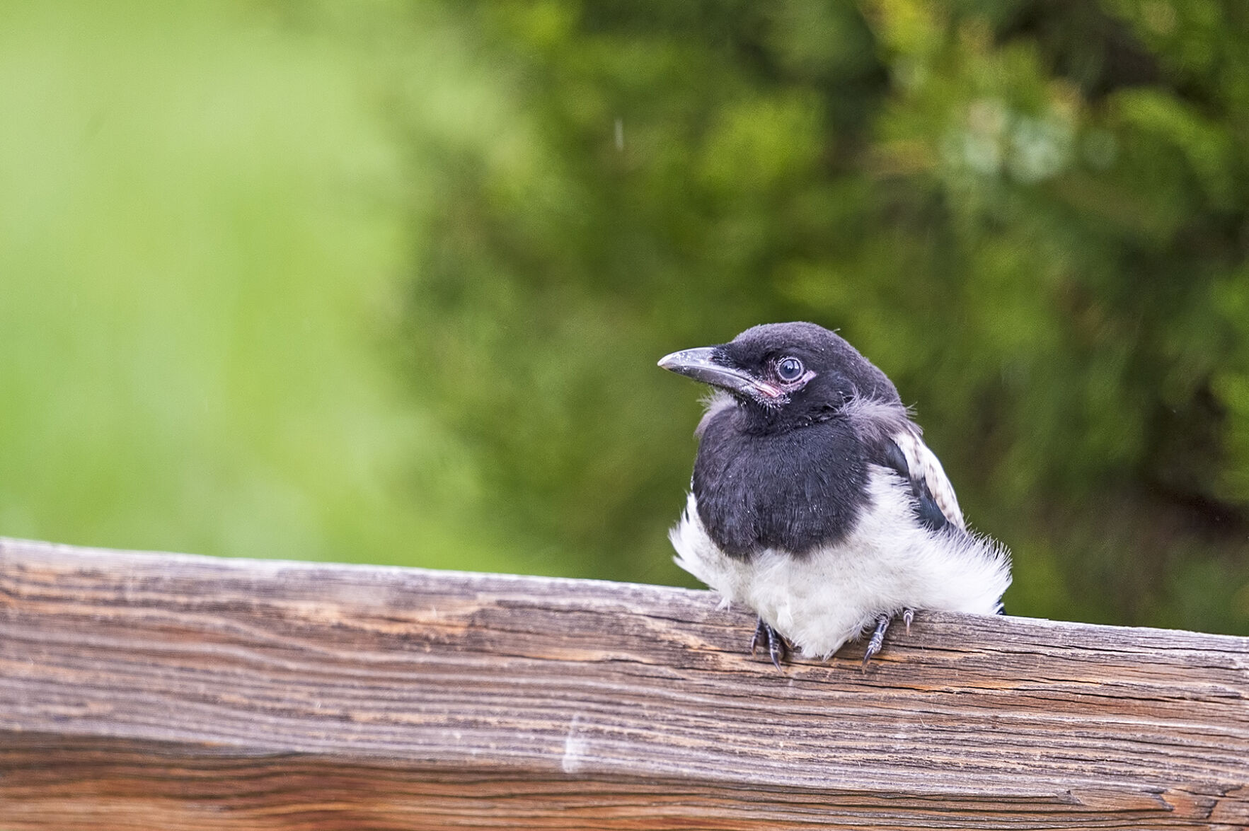 Magpie Estes Park